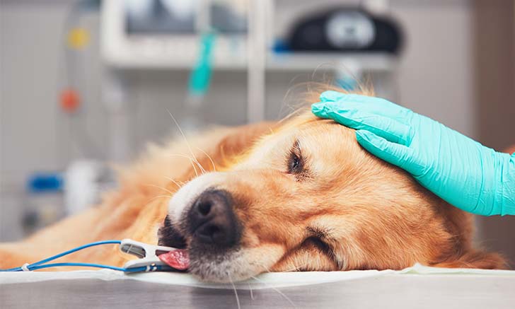 dvm360: Surgical Drains are Useful in Small Animal Wound Management