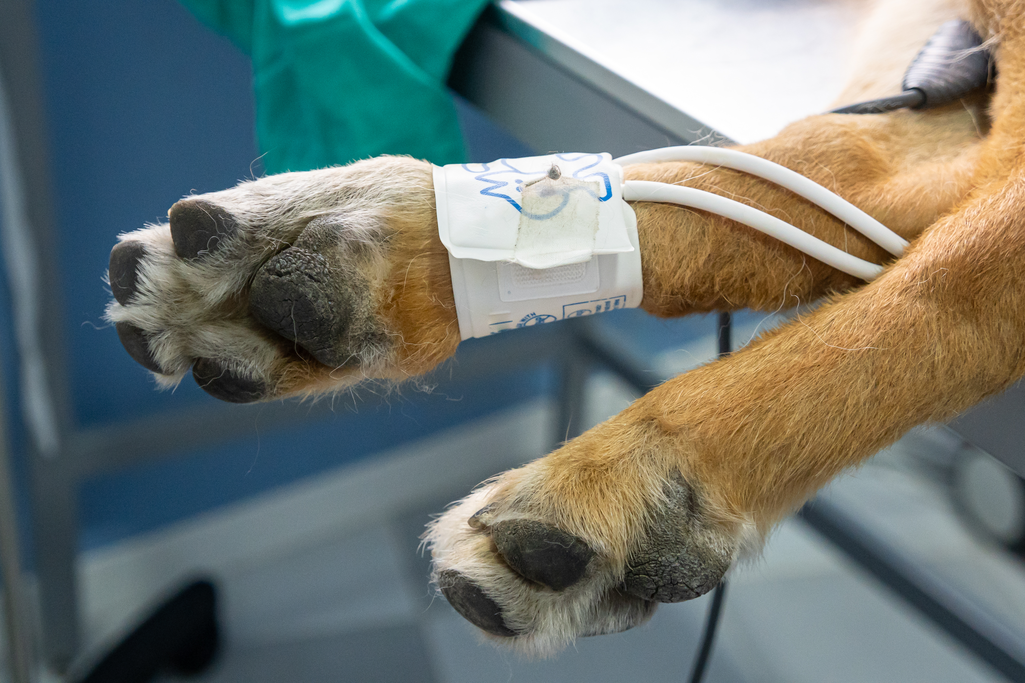 Explore Clinical Portals by Clinician's Brief