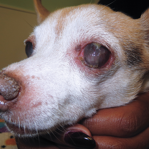 Dry Eye in Dogs When Good Glands Go Bad