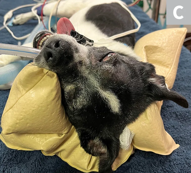Three images showing dog’s eyelid being shaved, eye being rinsed with squirt bottle, and head positioned on pillows.