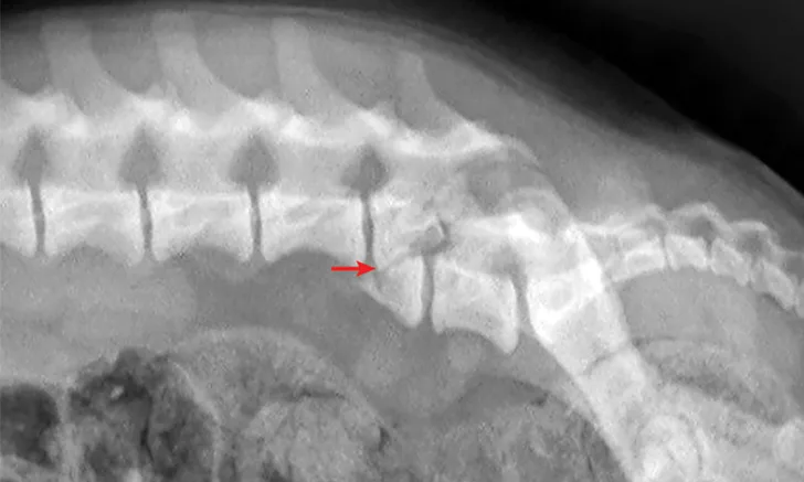 selected slide image