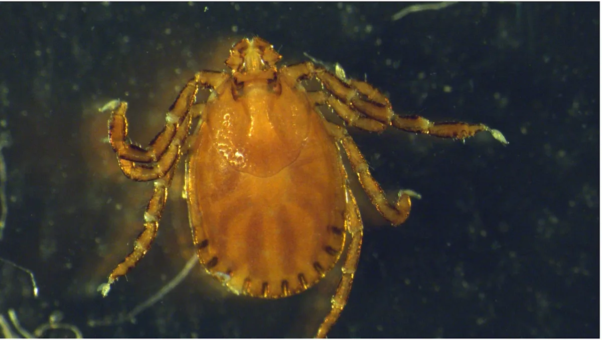 Haemaphysalis longicornis tick.