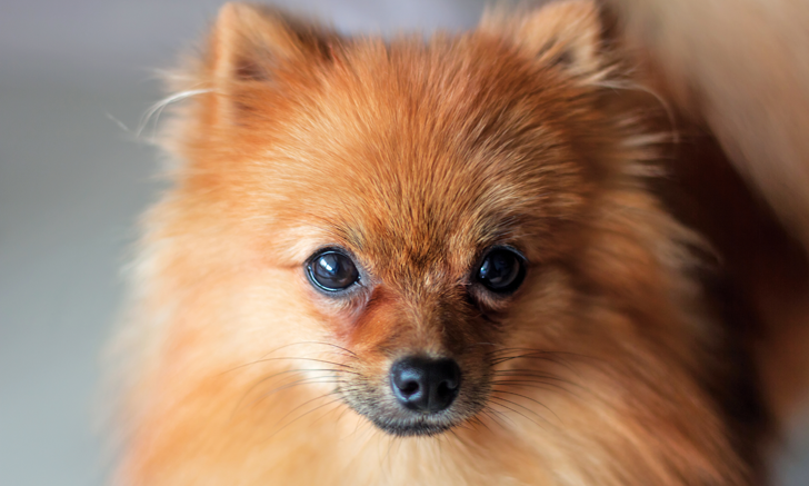 Pomeranian hair loss outlet treatment