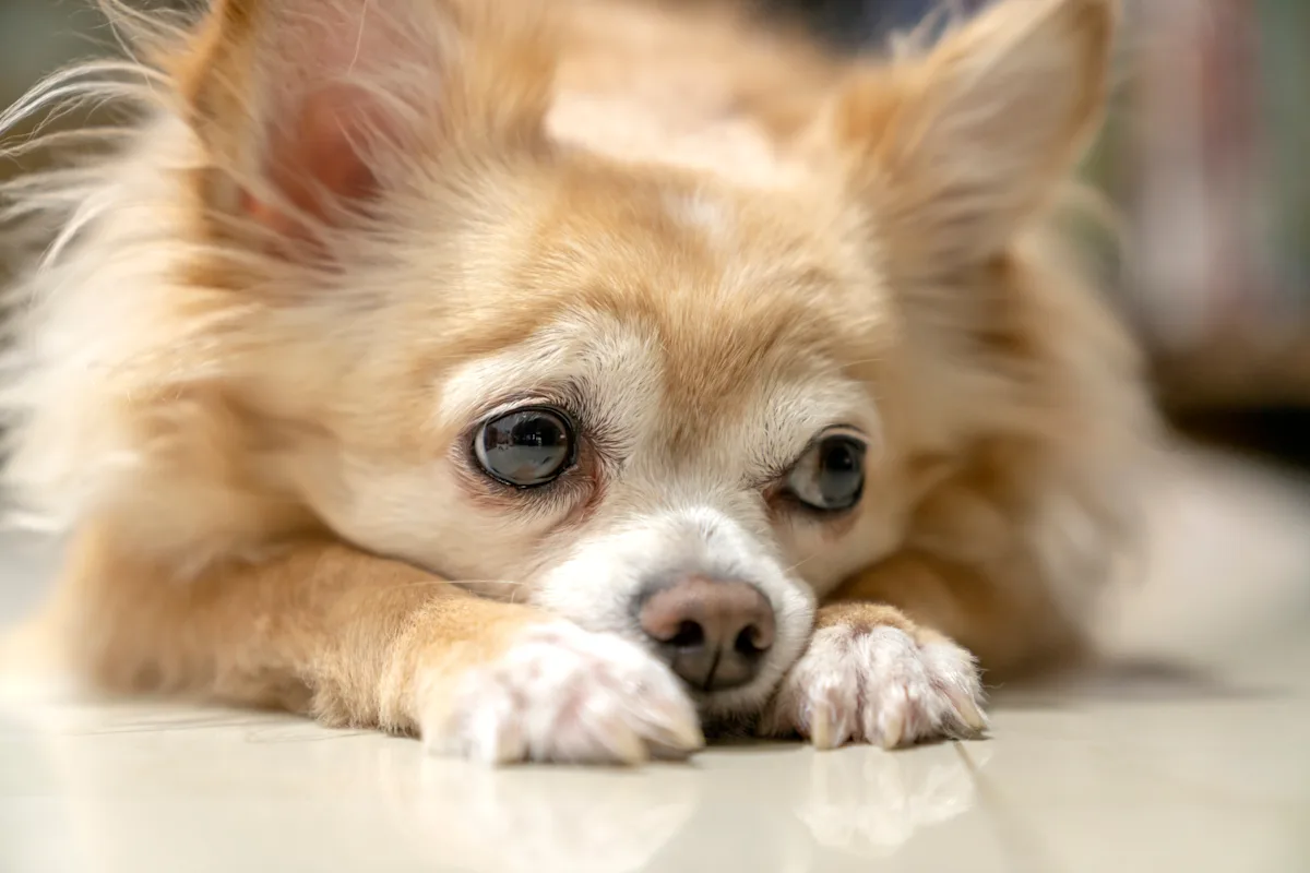 A small dog resting on the floor.