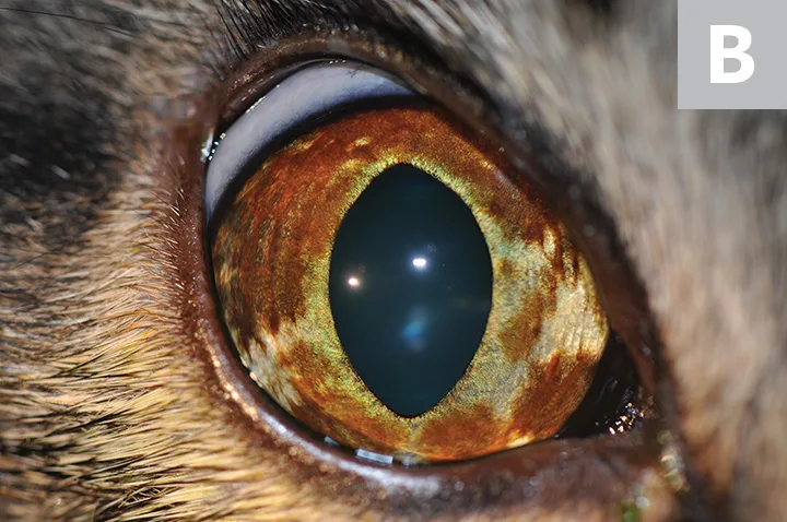 A: Diffuse irregular area of brown in the ventral half of yellow iris in a cat. B: Diffuse irregular regions of brown involving most of the yellow iris in a cat.