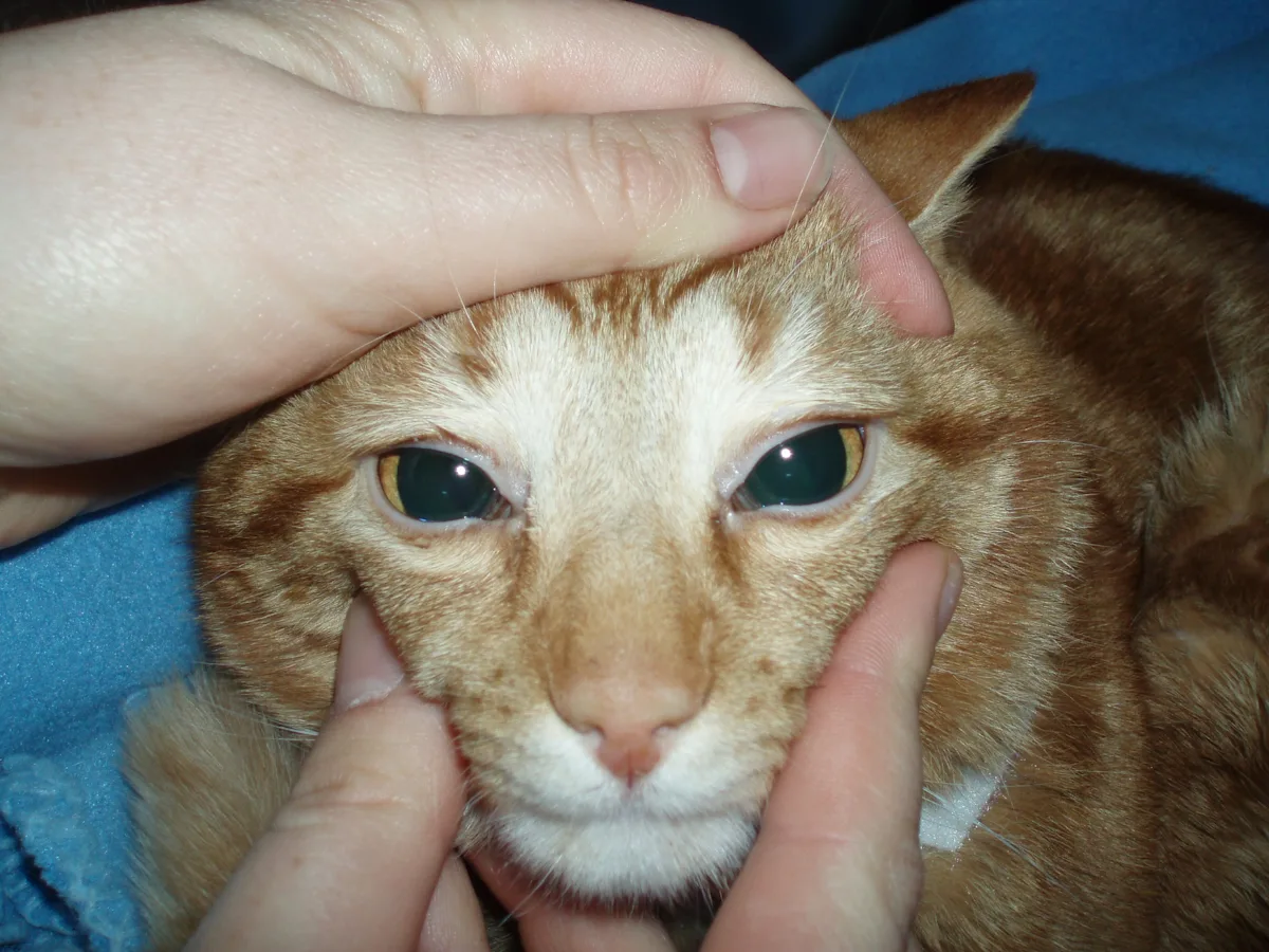 Side-by-side images of a cat’s face showing dilated pupils in one image and right dilated and left constricted pupils in the other.