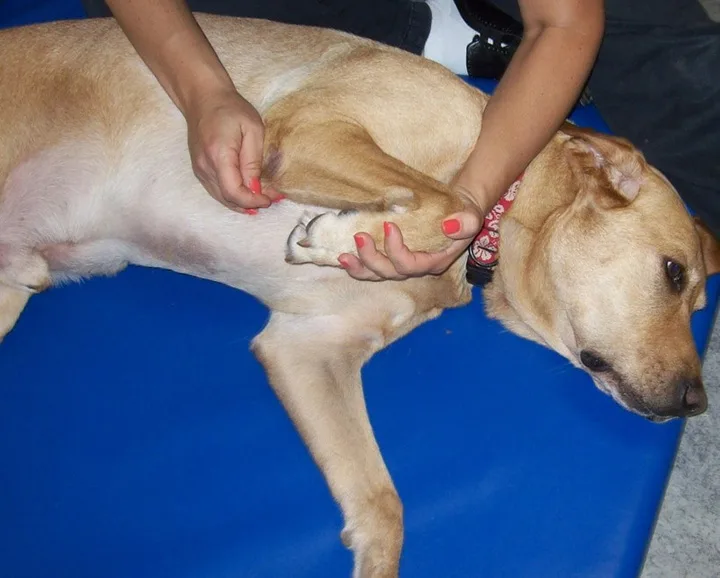 selected slide image