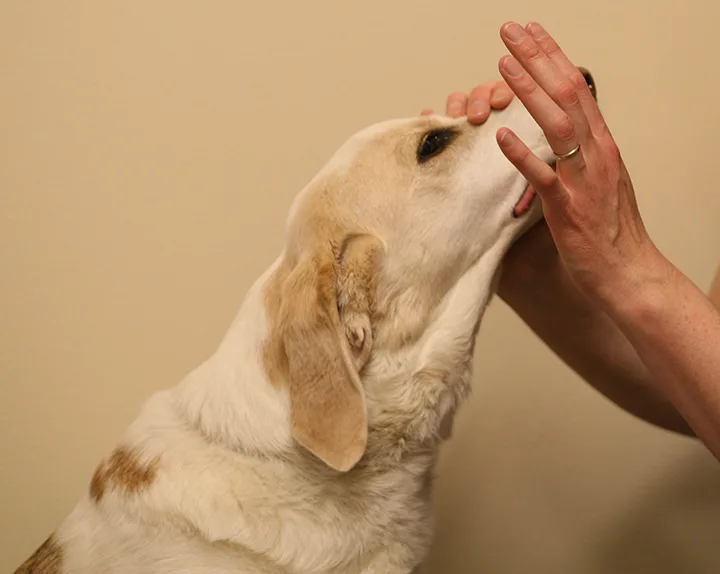 Person holding muzzle of dog upwards with one hand with other hand raised toward dog’s eye.
