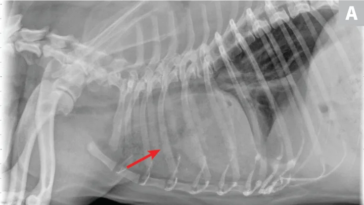 selected slide image