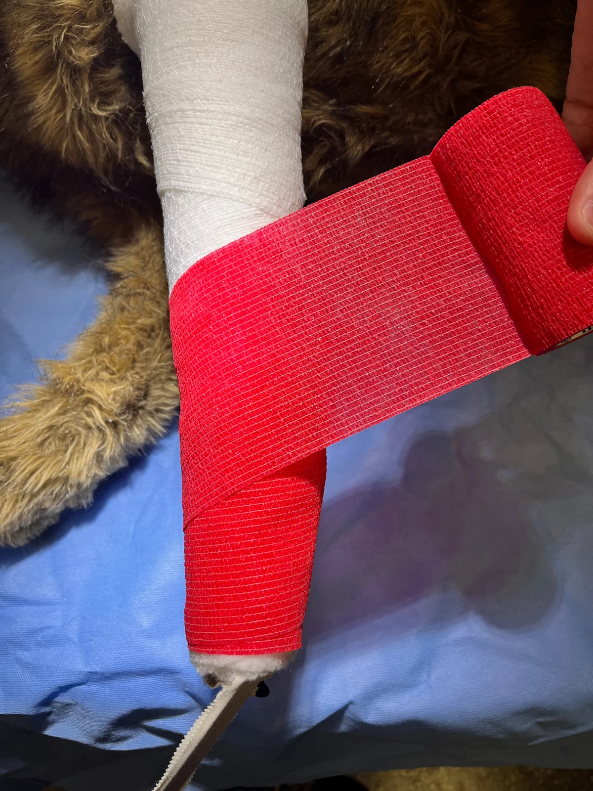 Self-adhesive stretch bandage being applied to a dog’s forelimb in distal to proximal direction.