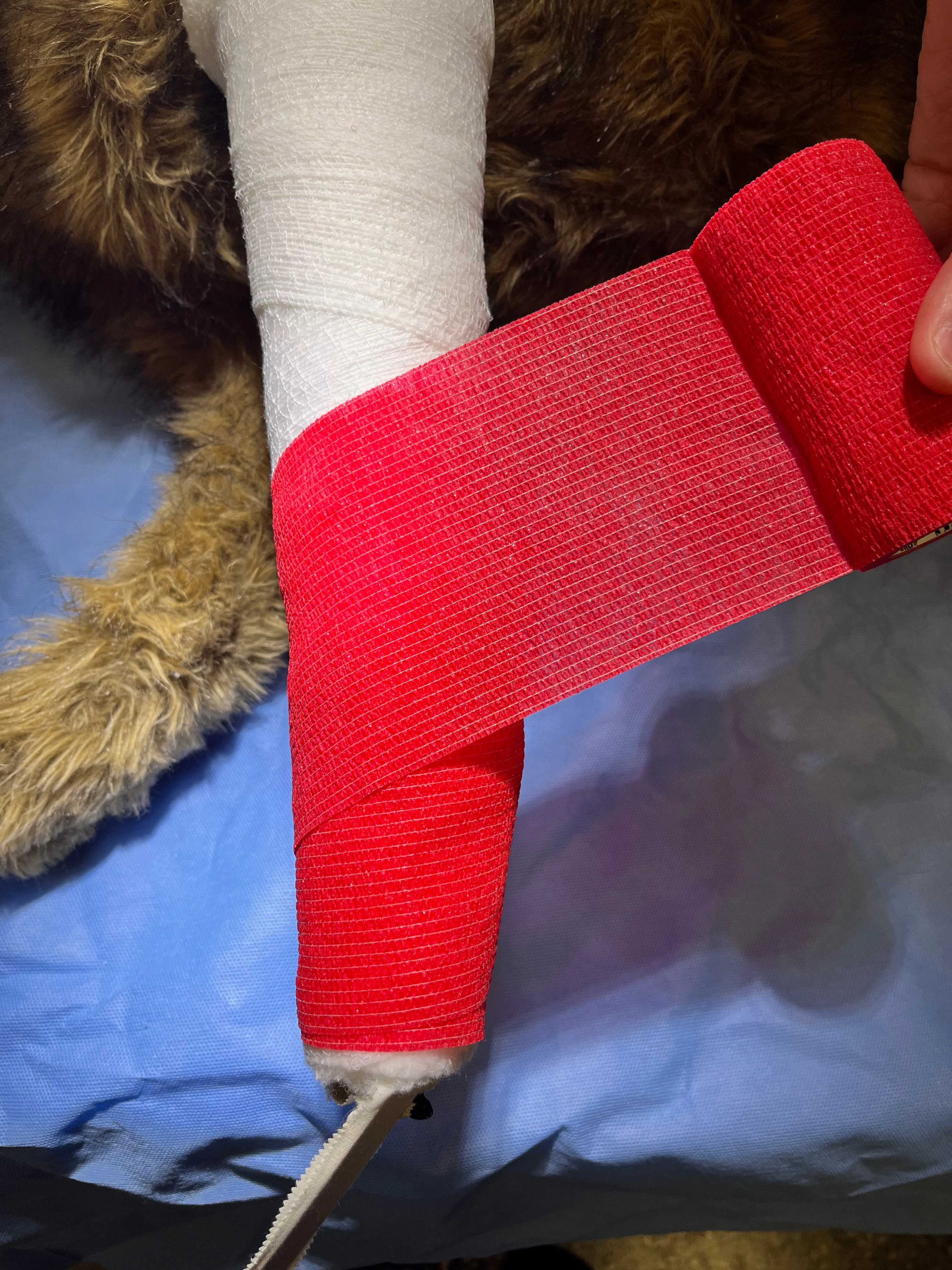 Self-adhesive stretch bandage being applied to a dog’s forelimb in distal to proximal direction.