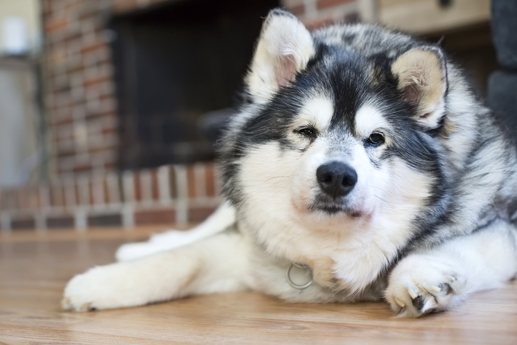 gabapentin making dog hyper
