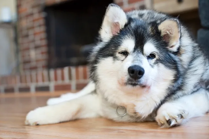 Overweight Alaskan Klee Kai senior dog lying on the floor 