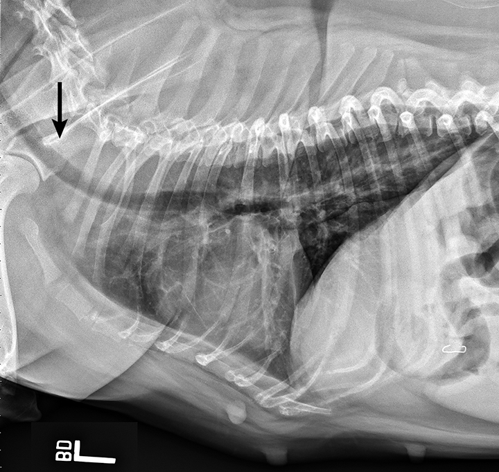 Brachycephalic Obstructive Airway Syndrome | Clinician's Brief