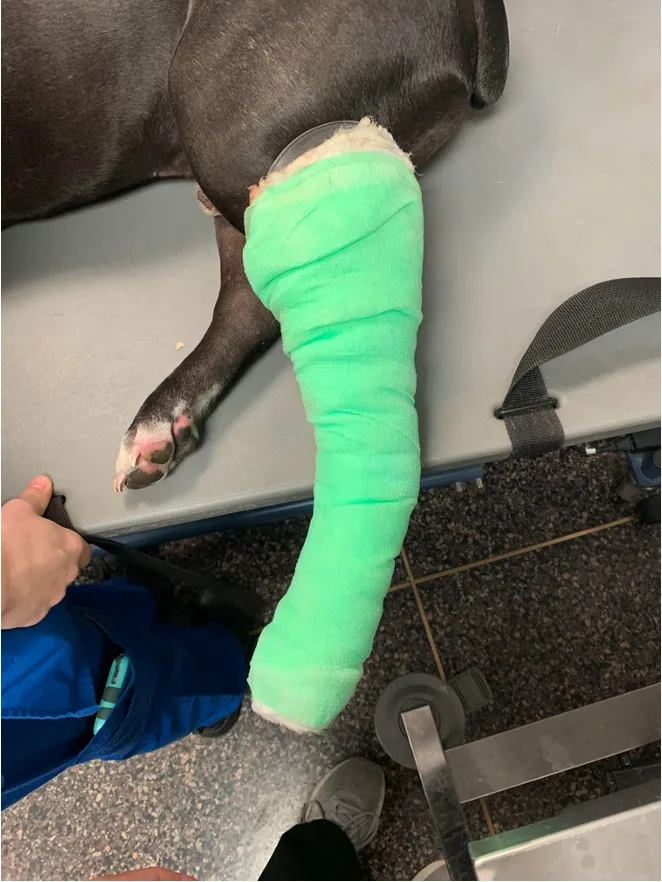 A hindlimb of a dog with a modified Robert Jones bandage with a splint that has slipped distal to the stifle.