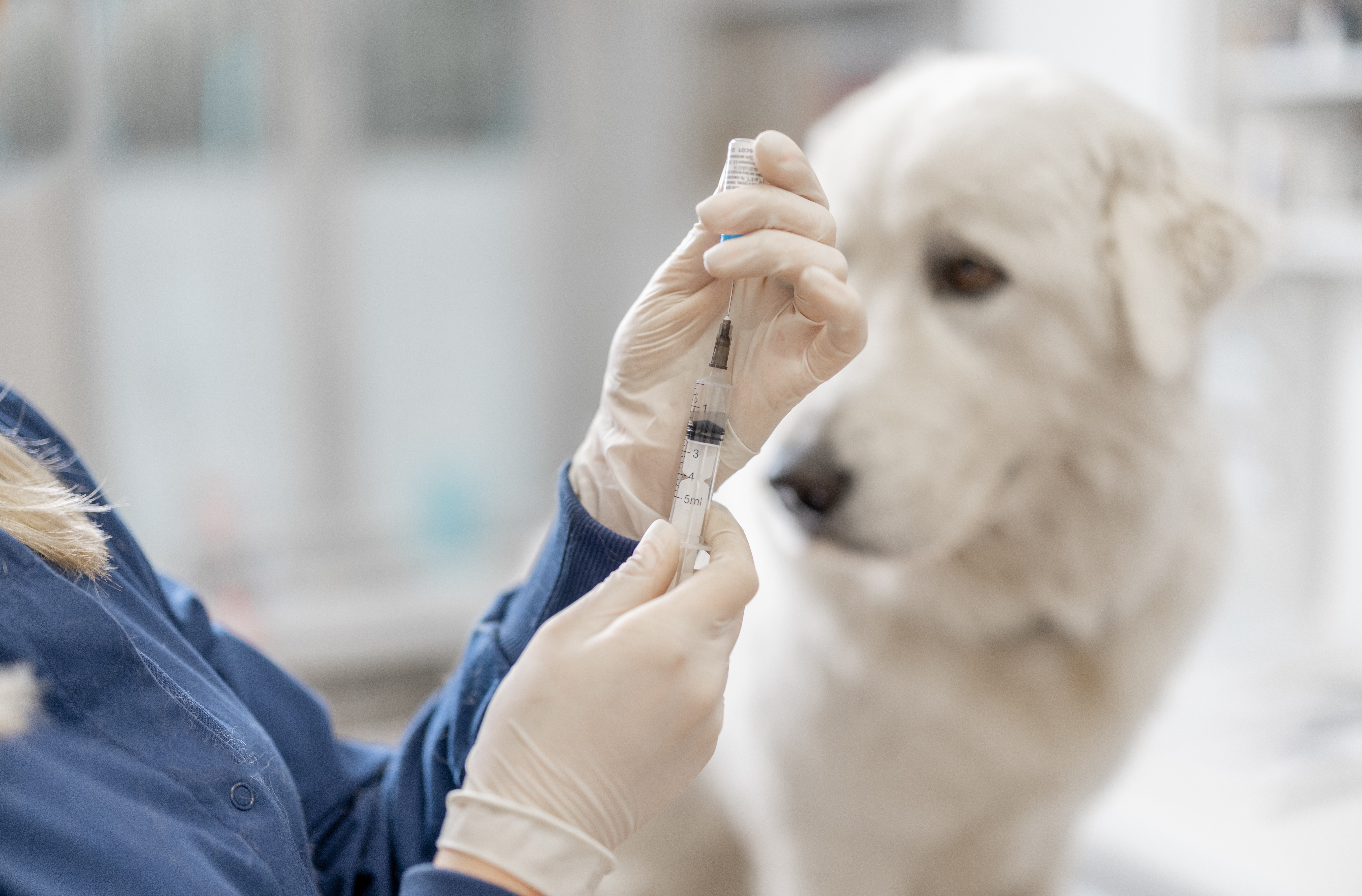 It's Poo-Thirty Somewhere: Giardia in Dogs & Cats