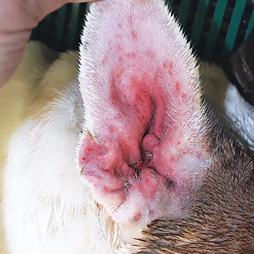 Swelling and marked erythema of external ear canal in a dog.