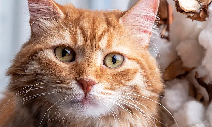 Zoetis Bios interactive Case Clinical Challenge, Opening Image.jpg