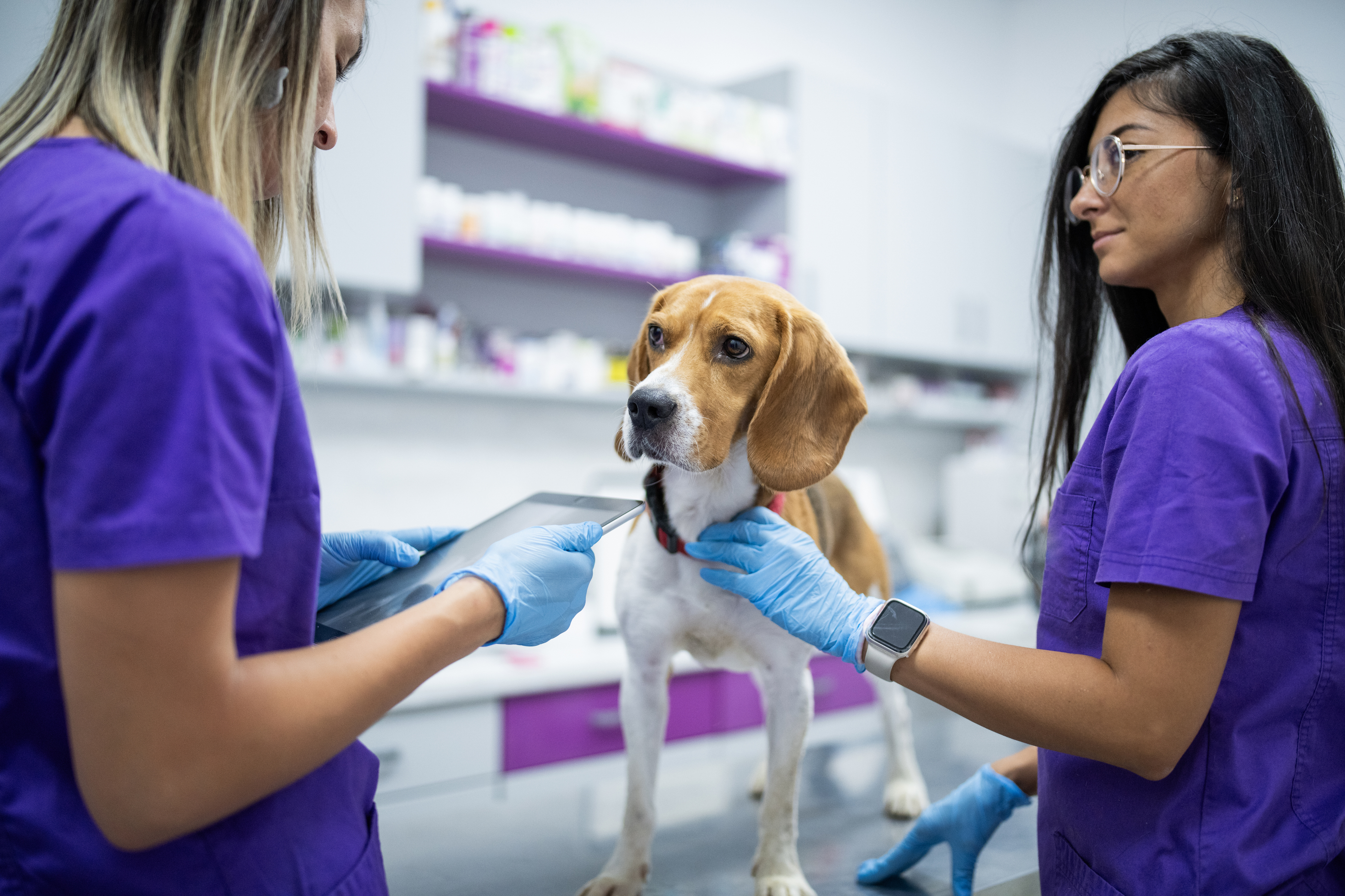 Your Go-To Resource for Veterinary Essentials & Insights
