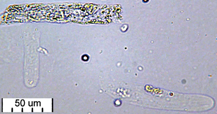 selected slide image