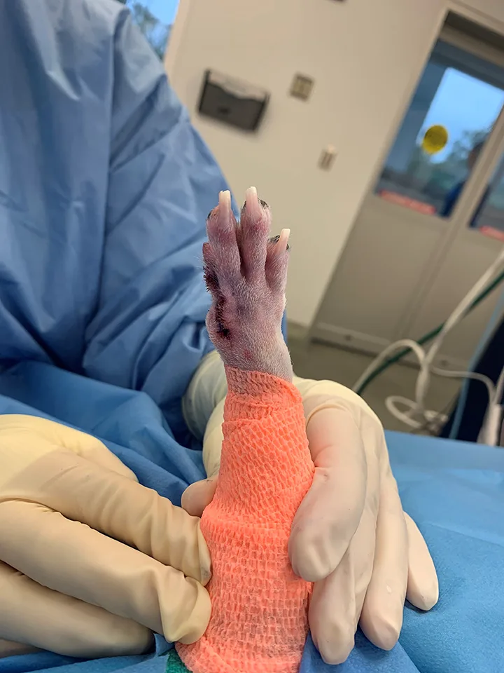 Gloved hands preparing to remove tourniquet from dog’s forelimb after digit amputation.
