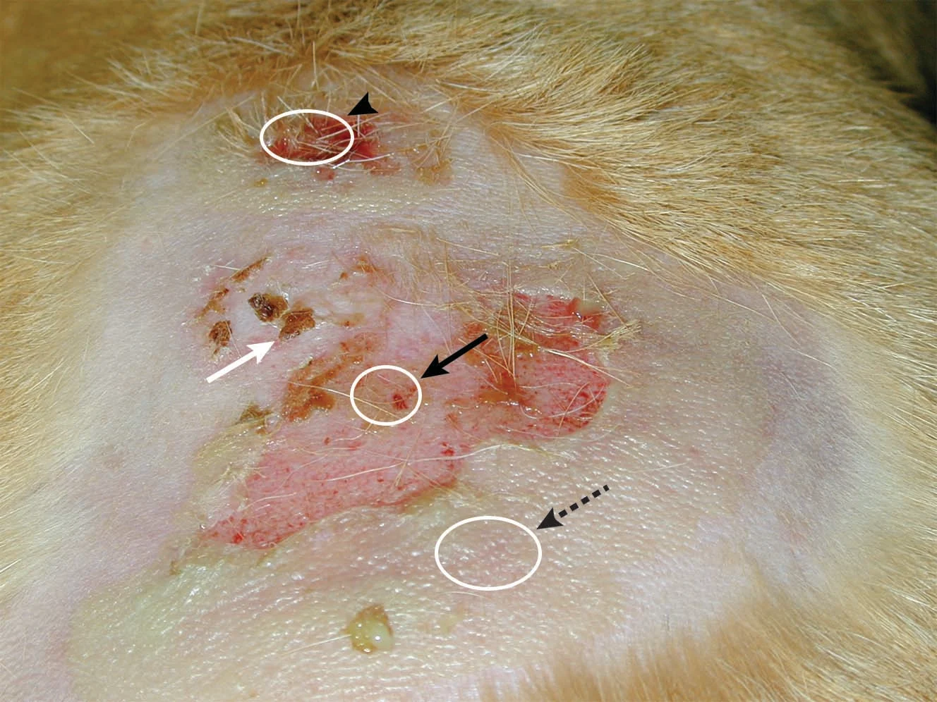 Large area of alopecia, discoloration, and ulceration on dog skin with labels showing differences in lesion appearance.