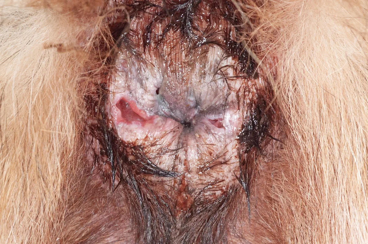 Anus of a dog with multiple fistulae.