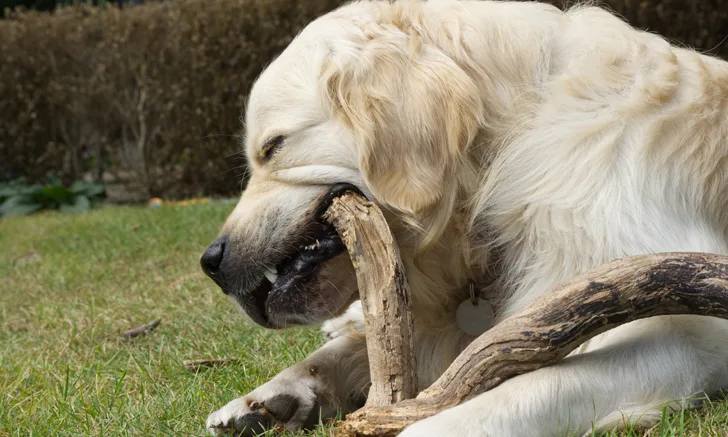 A dog chewing on a stick outside on green grass.
