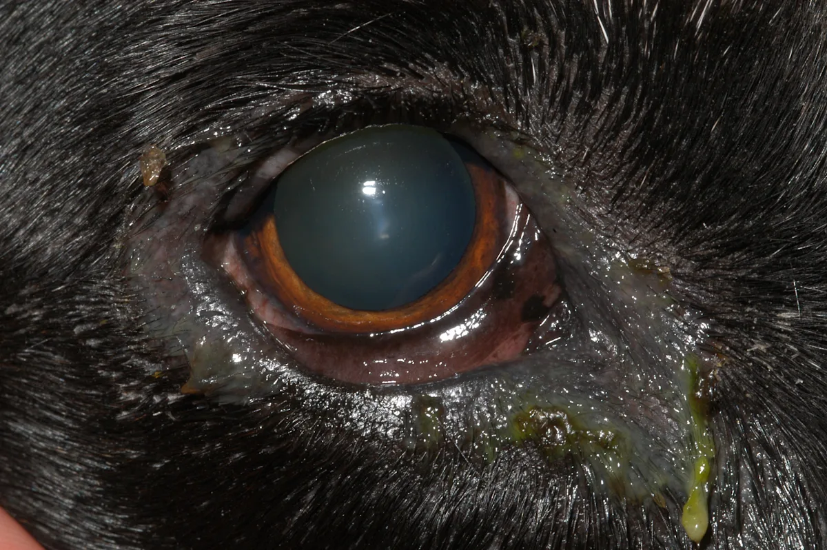 A close-up of a canine patient’s ocular region showing changes secondary to KCS.