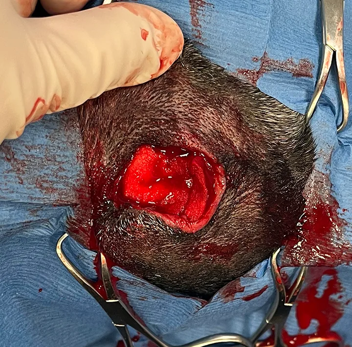 Empty eye socket of dog packed with sponge material.