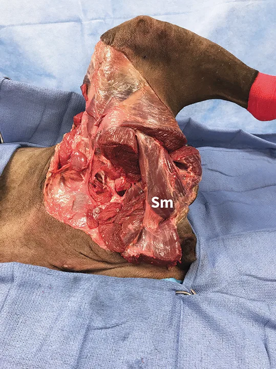 Medial and lateral images of canine pelvic limb with semitendinosus and semimembranosus muscles labeled.