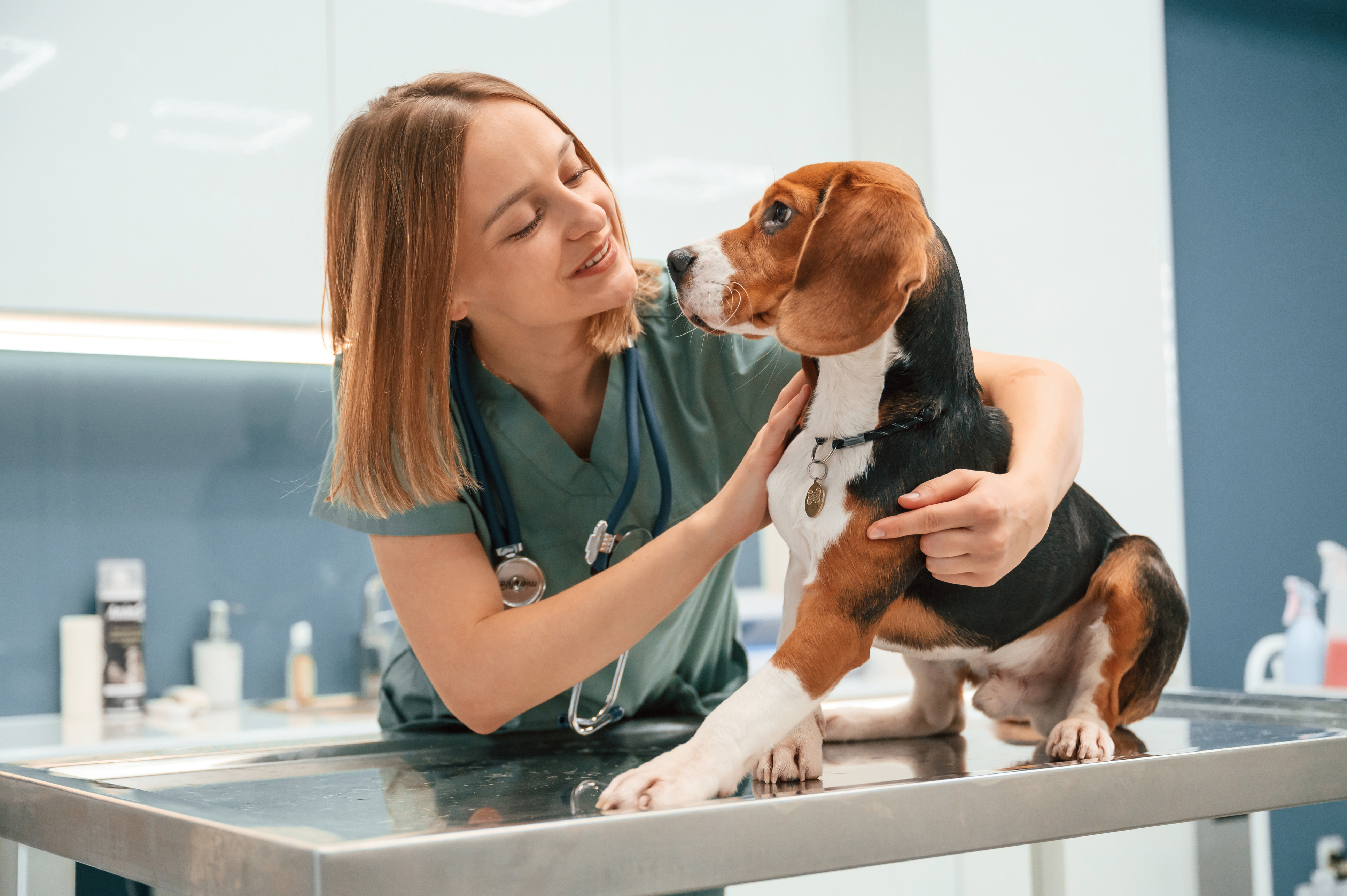 clinician’s brief vol.3 Vertebral Heart Scale Reference Intervals for Small Breed Dogs