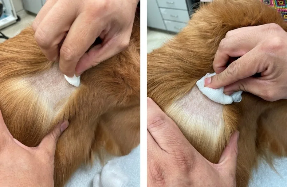 Human hands swabbing clipped area of dog skin with cotton and gauze.