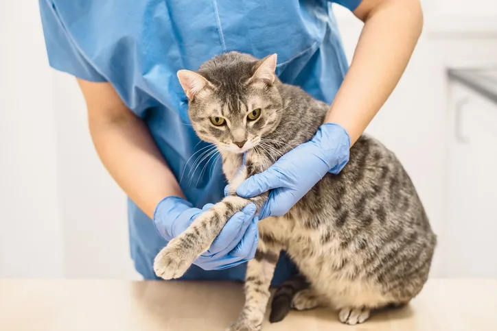 Gloved hands palpating the area around the elbow of a cat sitting on a table.