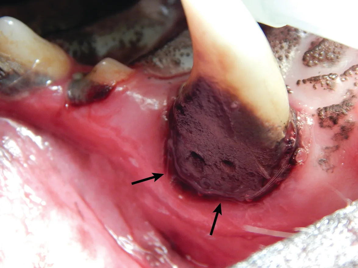 A close-up of a canine maxillary canine tooth with significant tartar and gum recession. 