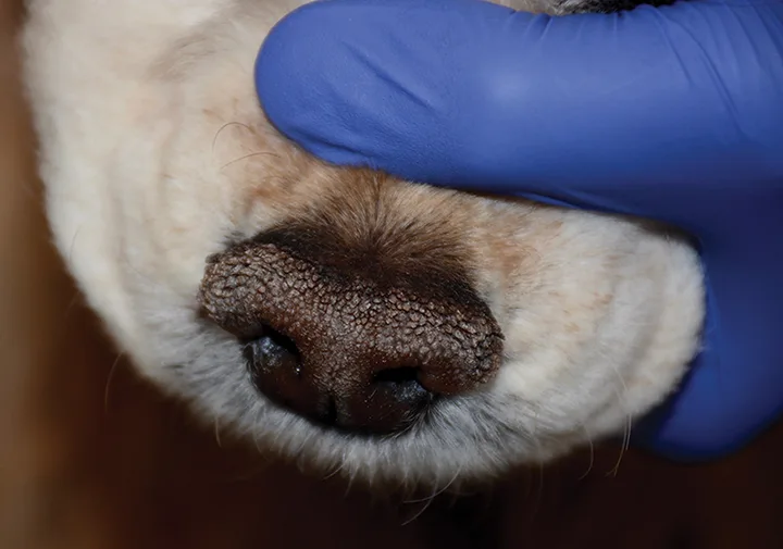 Thickened dorsal nasal planum of a dog.