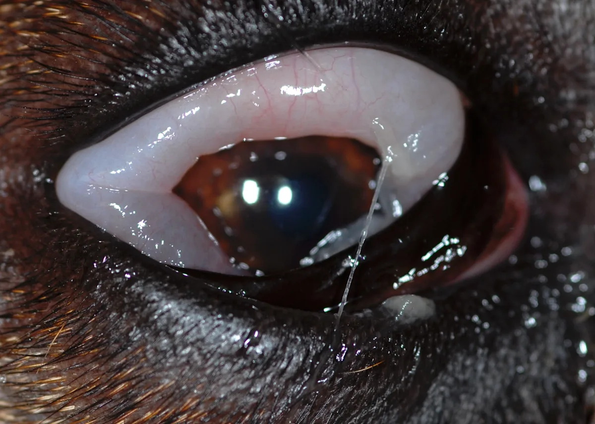 A canine eye with significant circumferential white conjunctival swelling surrounding most of the eye.