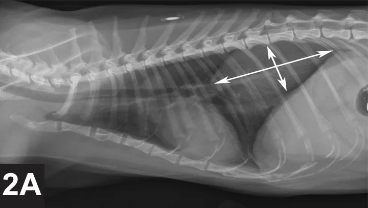 Lateral thoracic x-ray of a cat with arrows delineating soft-tissue opacity mass in the dorsocaudal field.
