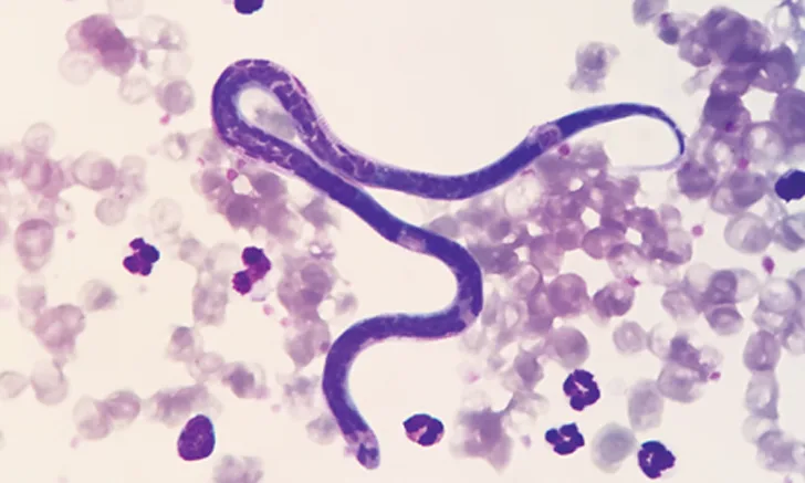 canine heartworm