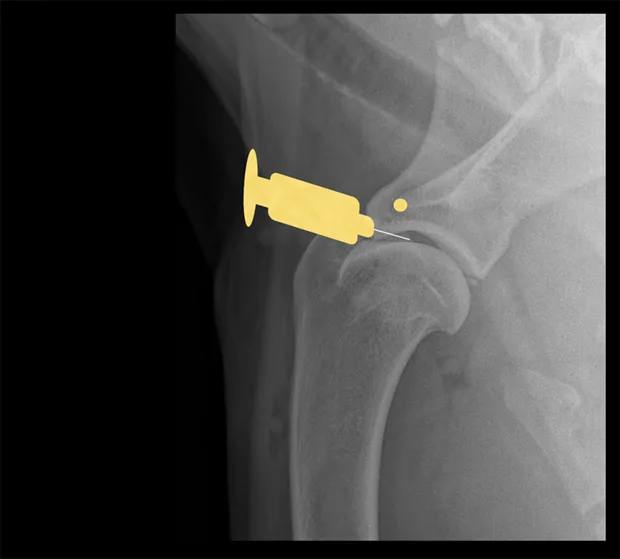 Lateral radiograph of a canine shoulder showing a needle inserted into the joint space.