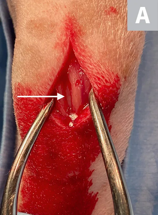 Two images showing open skin incisions with arrows pointing to where incisions into tumors should be made.