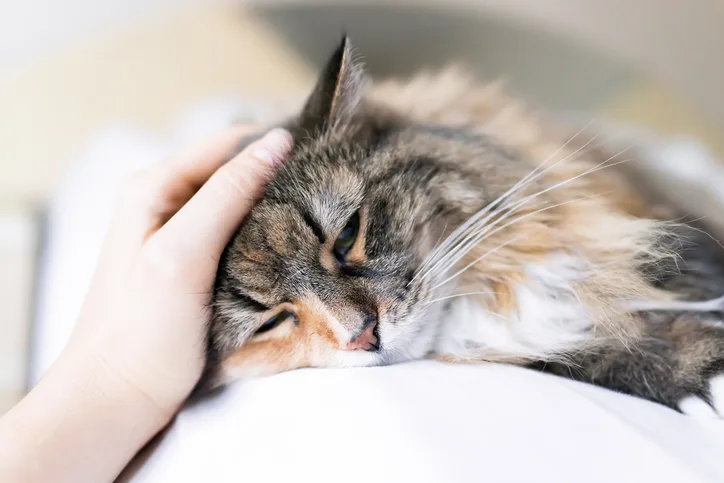 Human hand stroking the head of a cat 