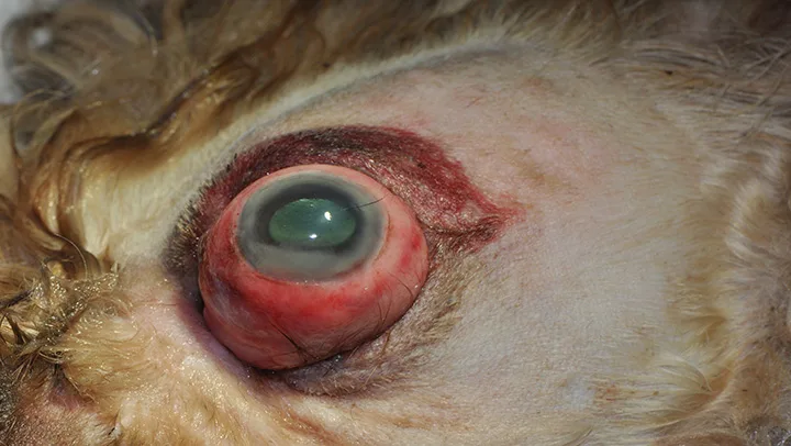 selected slide image