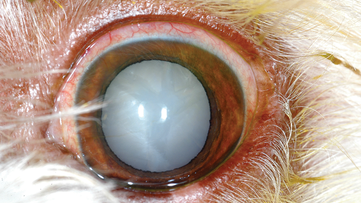 Incipient cataract sale dog