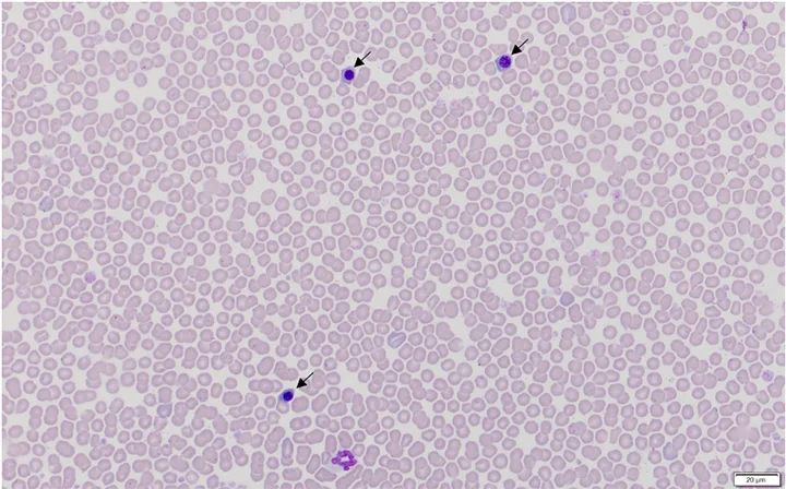 A microscopic image of a canine blood smear containing nucleated red blood cells.