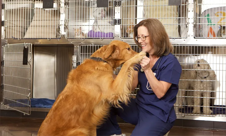 a veterinarian smiles at a golden retriever in front of a kennel