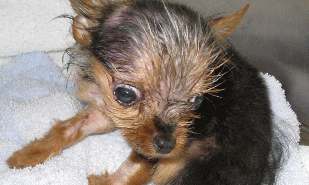 Abnormal Head Position in a Terrier