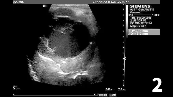 An ultrasound image displays a cross-sectional view of a canine abdomen, highlighting the liver and surrounding structures. The measurement indicates a liver size of 39.5 mm, with notable echogenicity changes suggesting potential pathology.