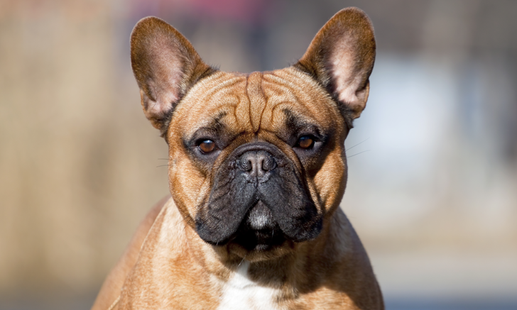 Brachycephalic Obstructive Airway Syndrome