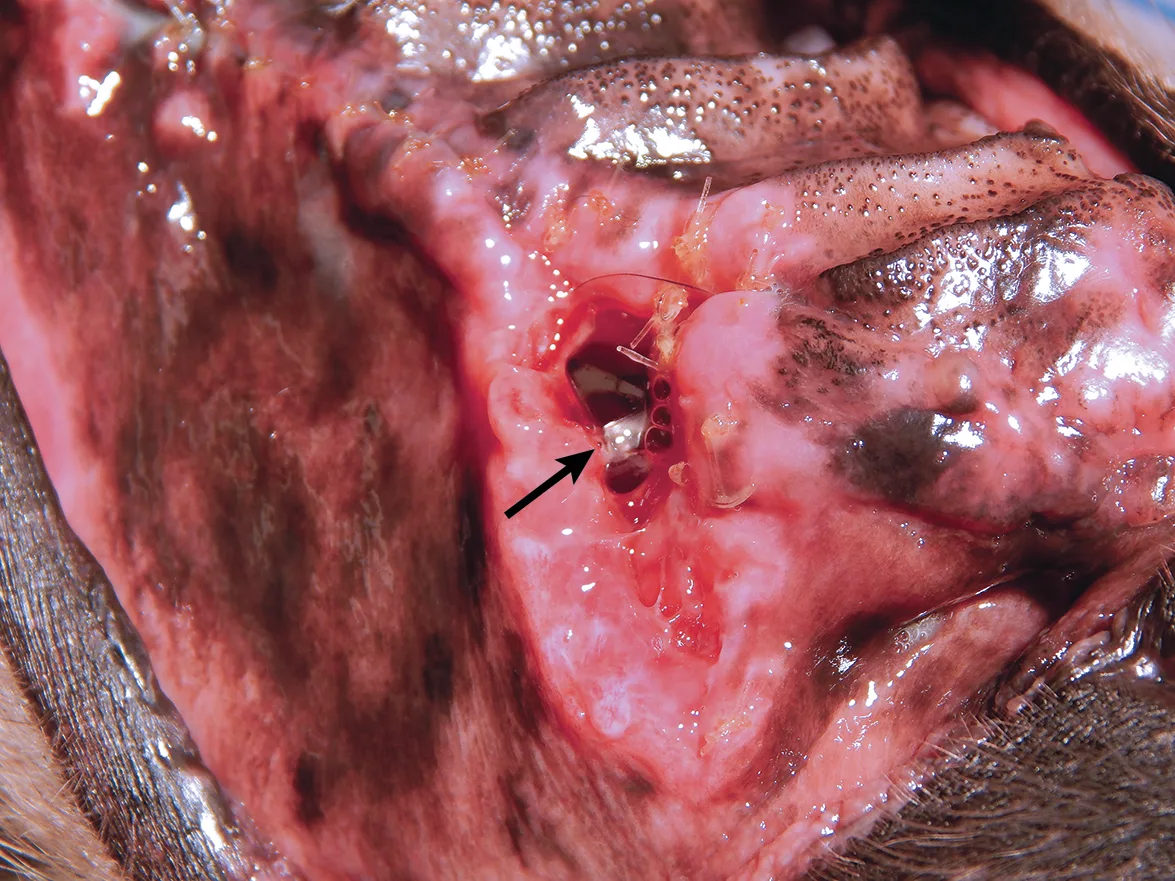 Close-ups of two canine patients’ oral cavities showing poorly healed extraction sites and oronasal fistulas.